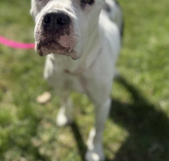 Photo of Asha (25-052 D)