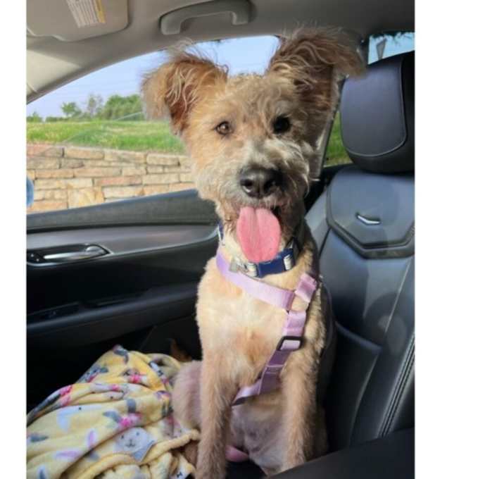 Photo of Winnie Doodle