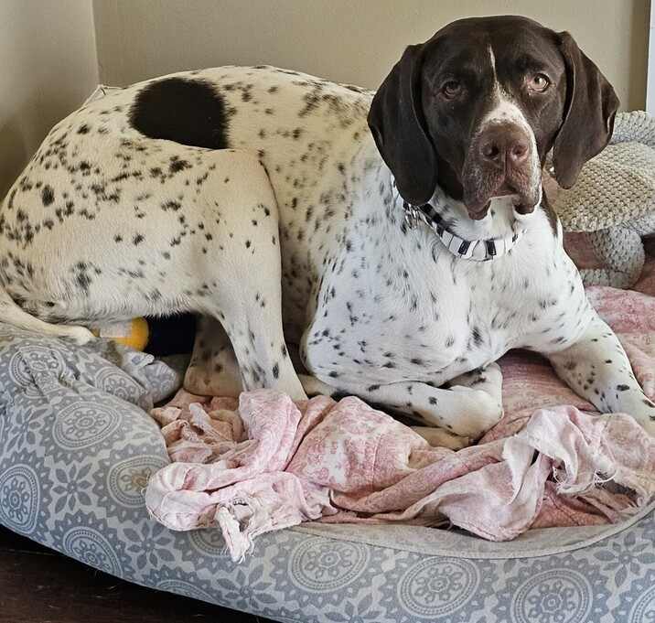Photo of Benelli