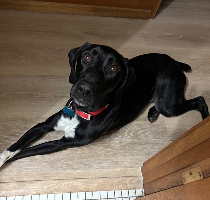 Photo of Bear