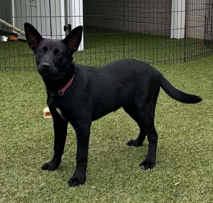 Photo of Phantom