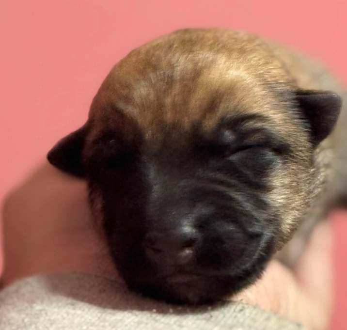 Photo of Ranger