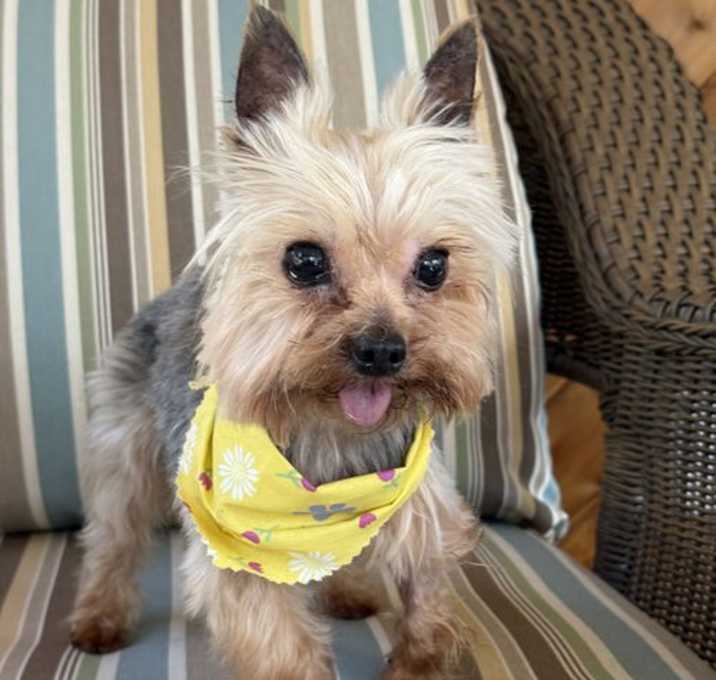 Photo of A Beauregard (Beau)