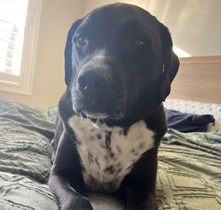 Photo of Cooper