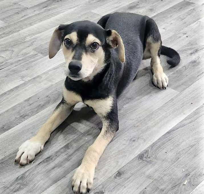 Photo of Scarlet