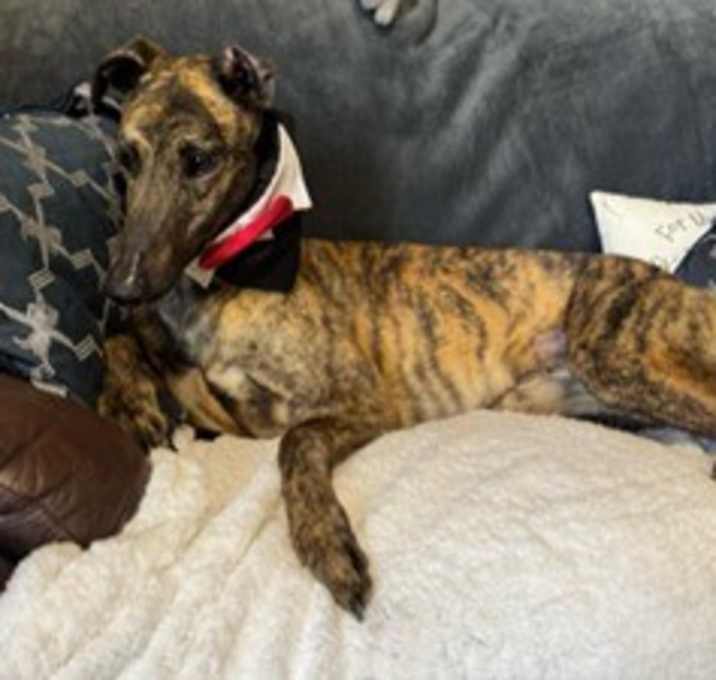 Photo of Drombeg Rex (Rex)