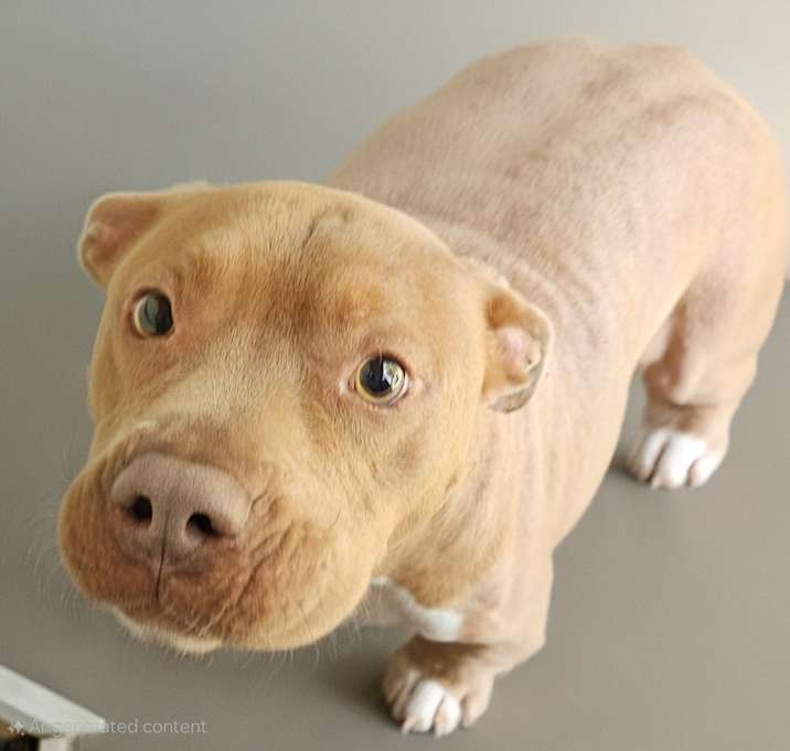 Photo of Bo