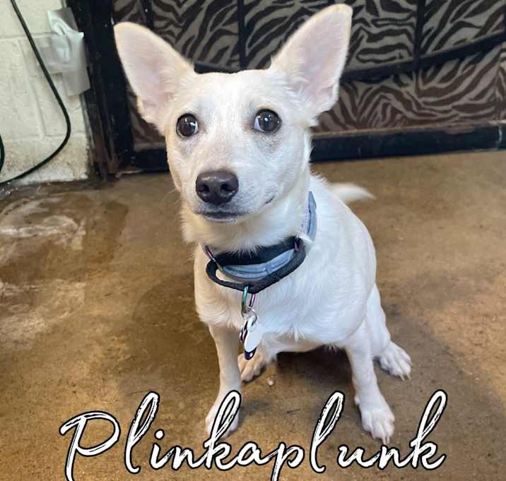 Photo of Plinkaplunk
