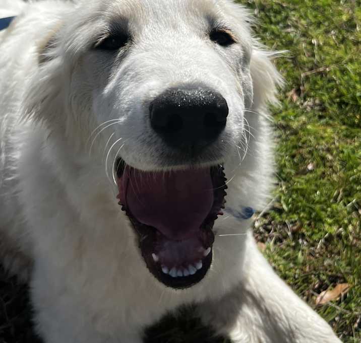 Photo of Nana