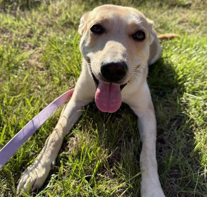 Photo of Ginger
