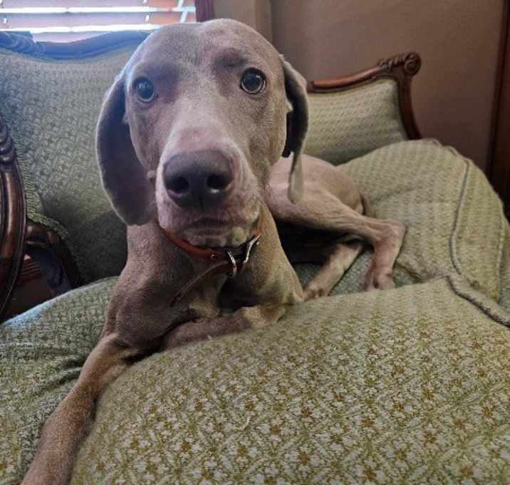 Photo of Luna