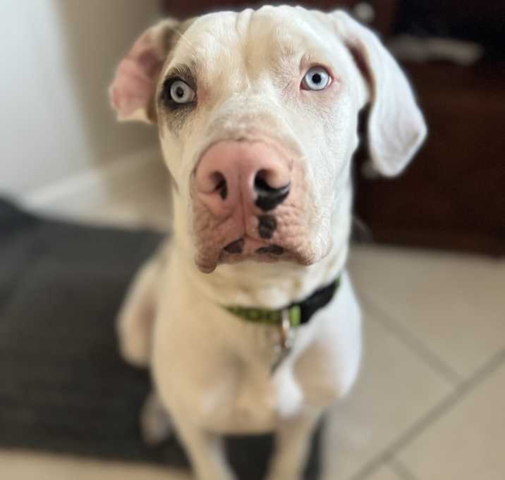Photo of Ludo