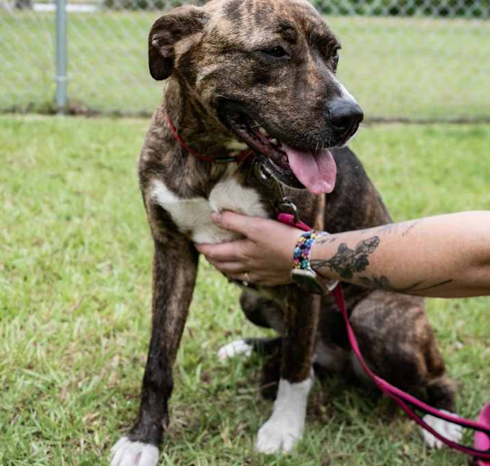 Photo of Paisley