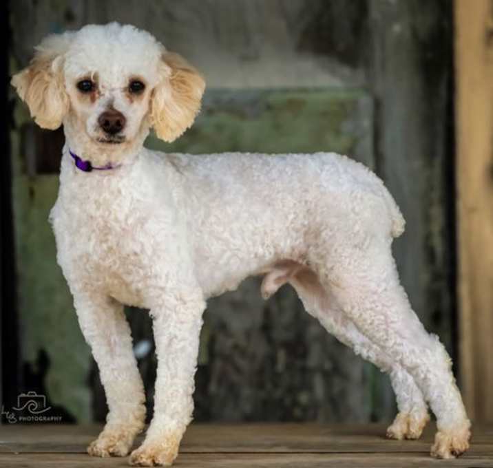 Photo of WRIGLEY POODLE 14 lbs 3 yrs