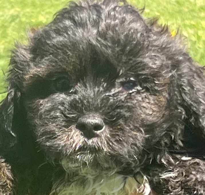 Photo of ADOPTION PENDING Whisper