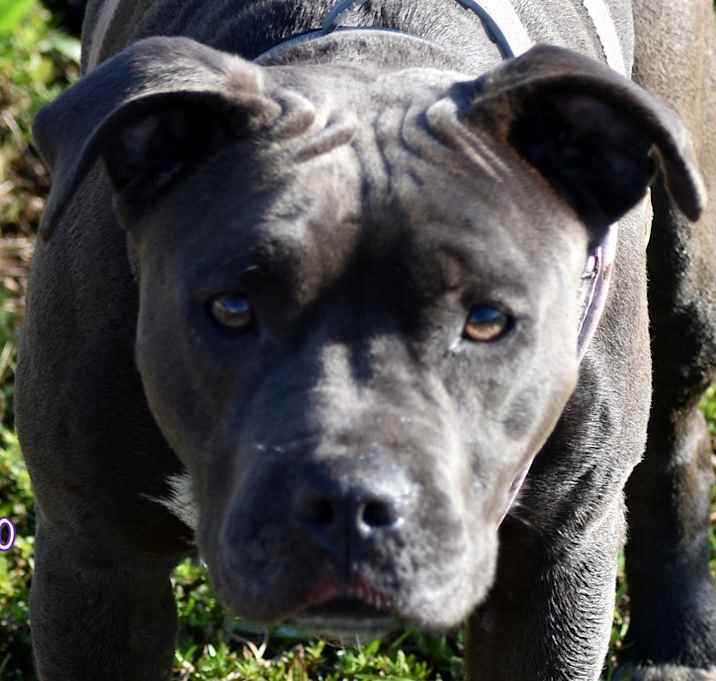 Photo of Lolly
