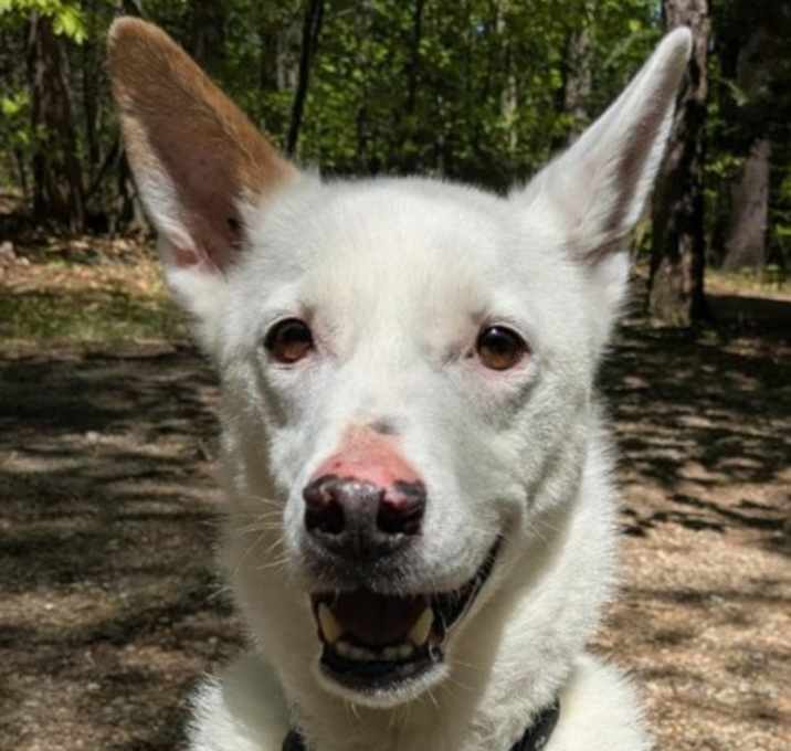 Photo of Tucker