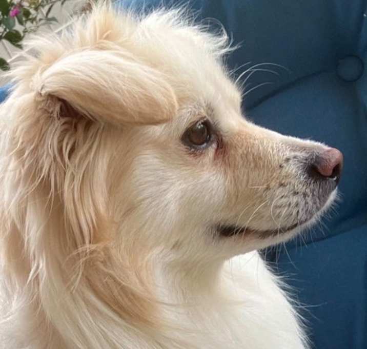 Photo of Mango of Fallbrook Ca