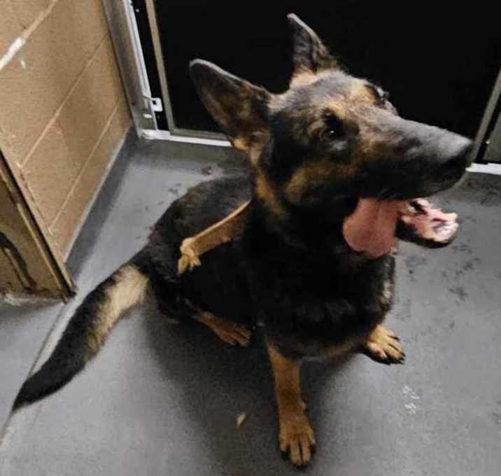 Photo of Nala