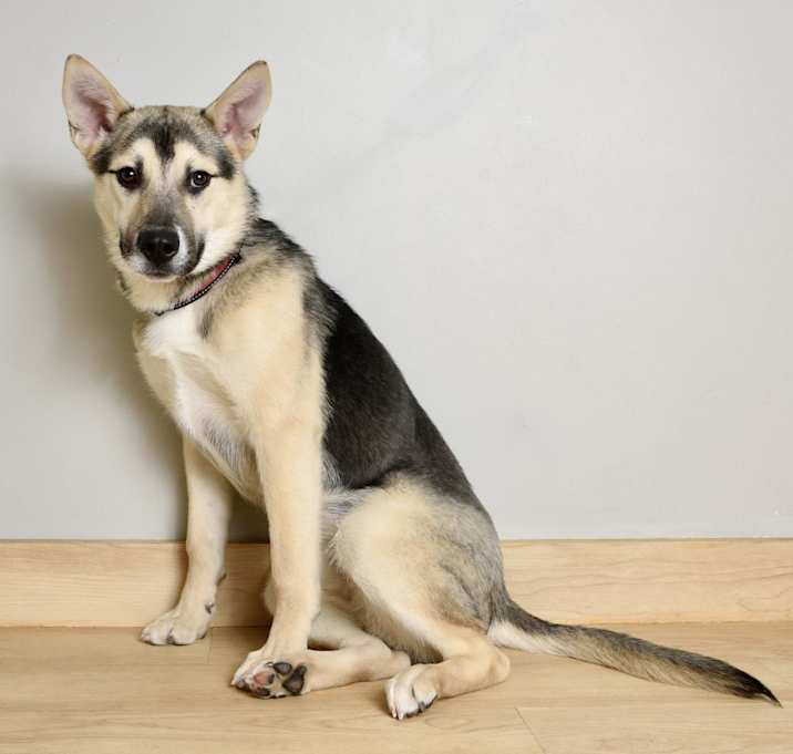 Photo of Bugsy D15874
