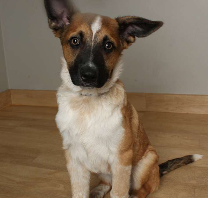 Photo of Loverboy D64031