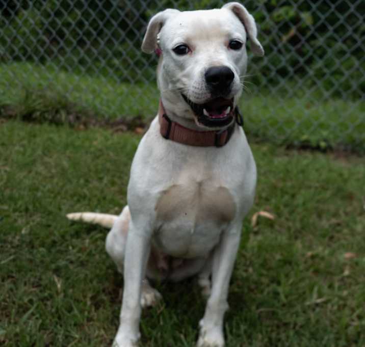 Photo of Willow