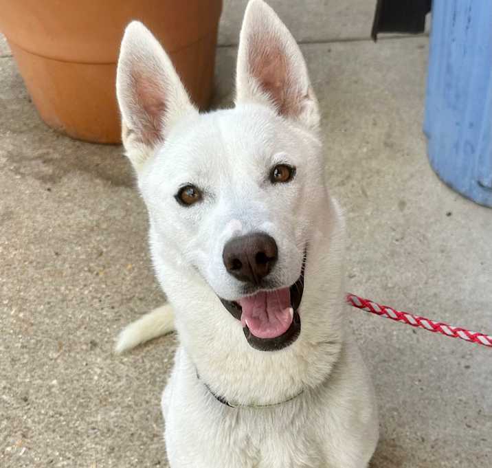Photo of Athena K7
