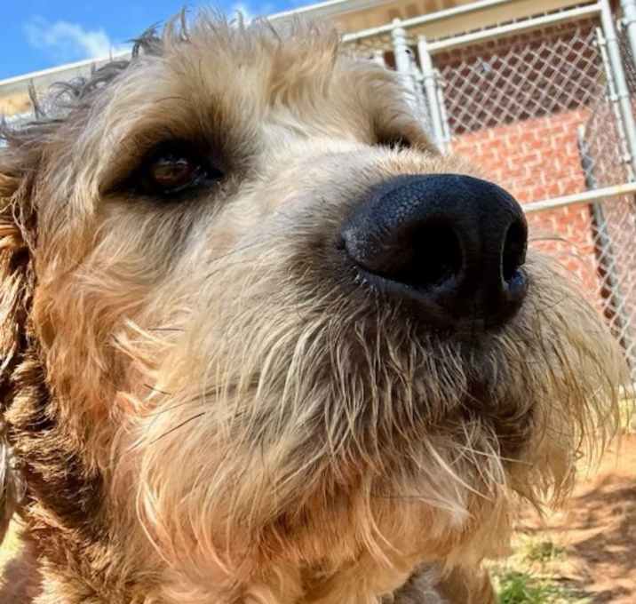 Photo of Bear