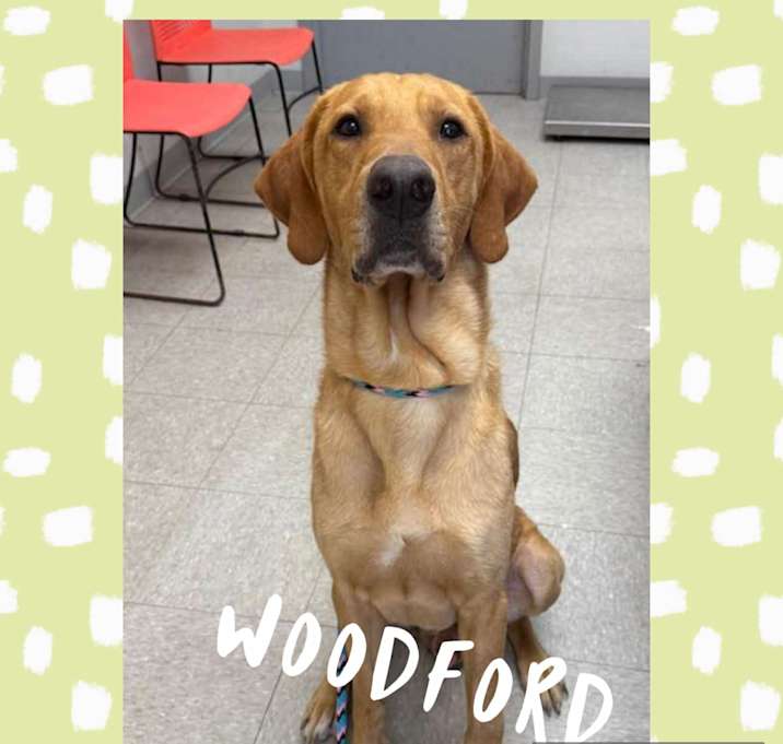 Photo of Woodford