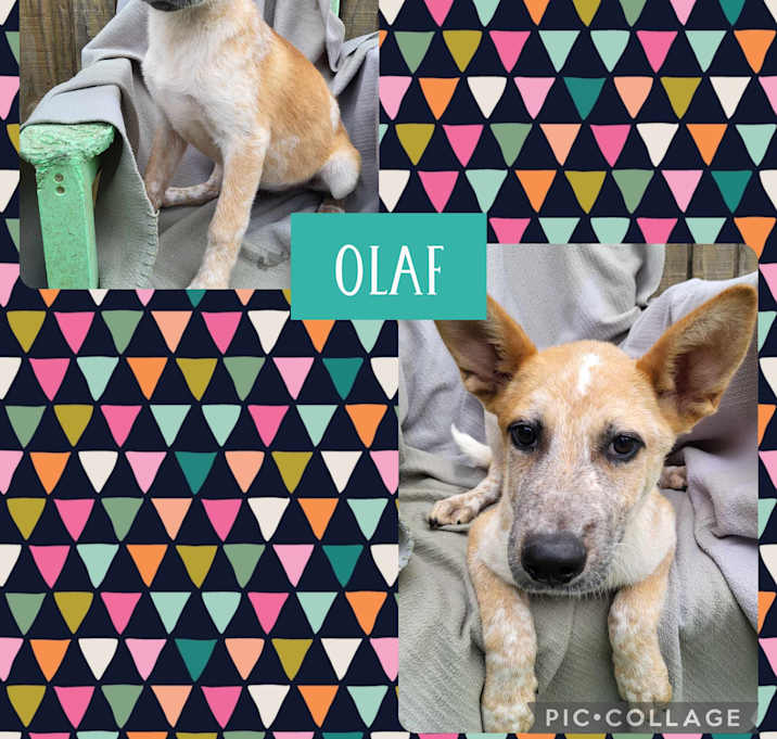 Photo of Olaf