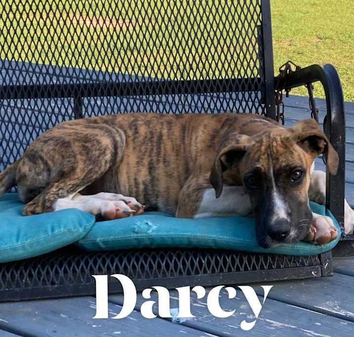 Photo of Darcy