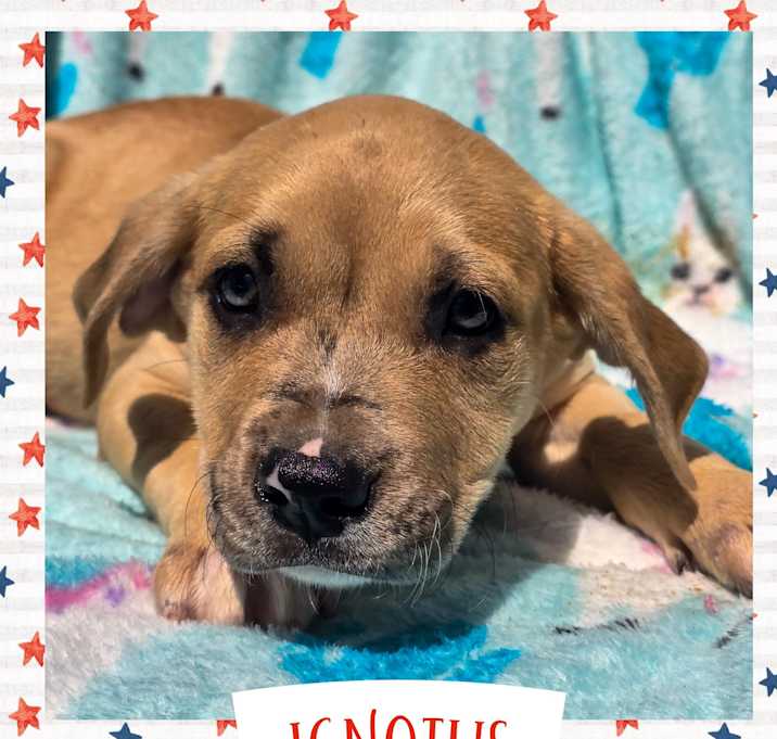 Photo of Ignotus