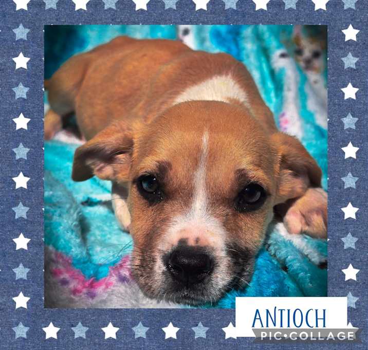 Photo of Antioch