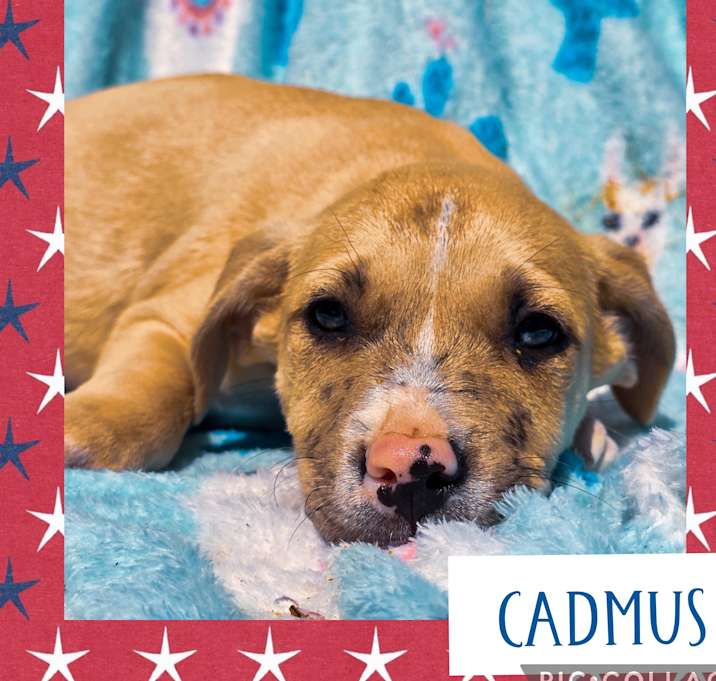 Photo of Cadmus