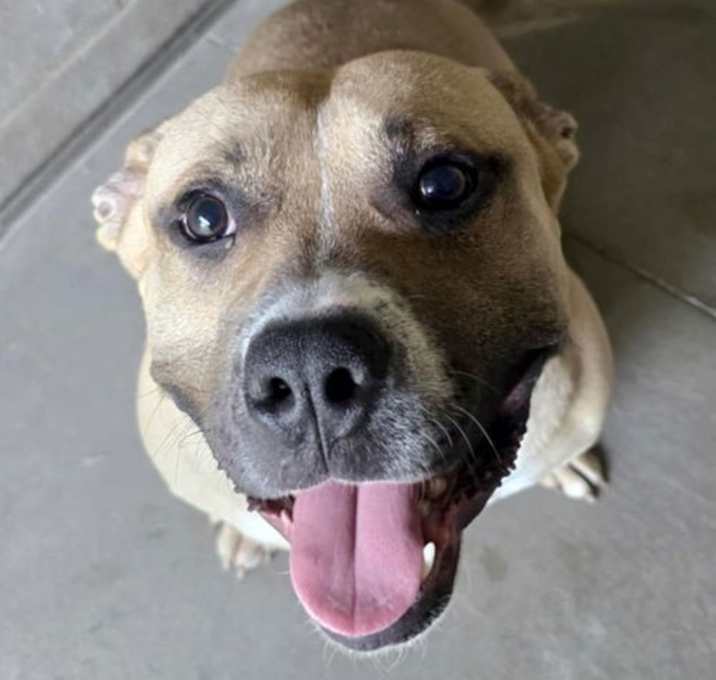 Photo of Biscuit