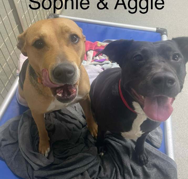 Photo of Aggie