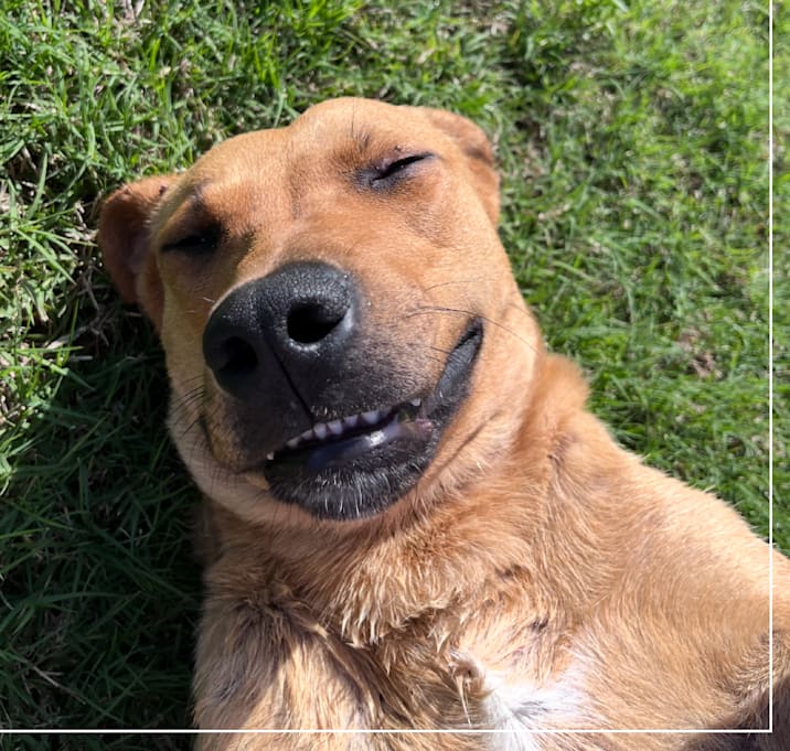 Photo of Buddy 