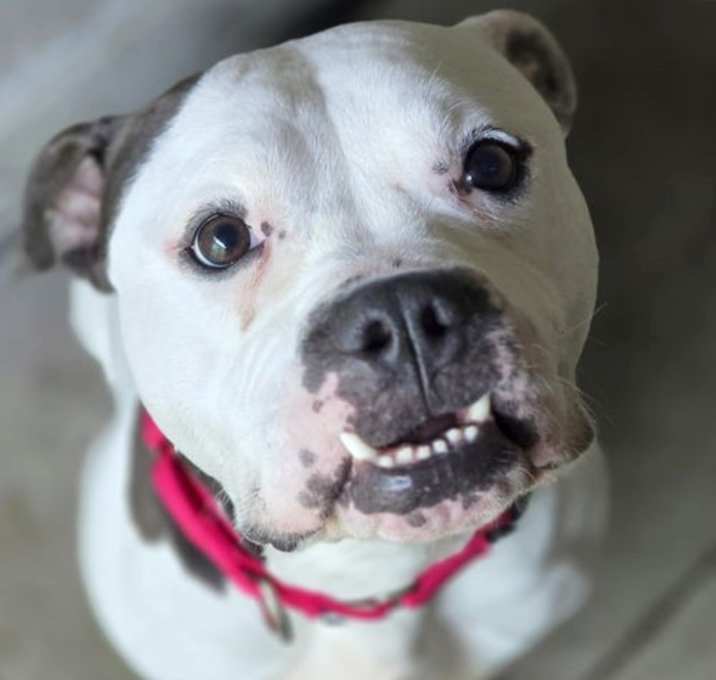 Photo of Pickles