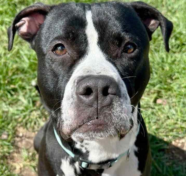 Photo of Mid-Night - Name Your Own Adoption Fee!