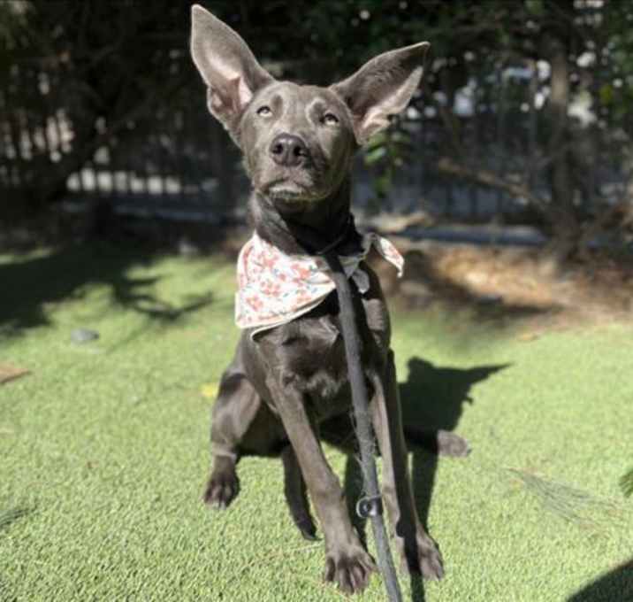 Photo of VELVET