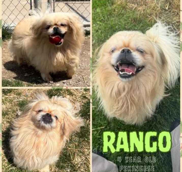 Photo of Rango