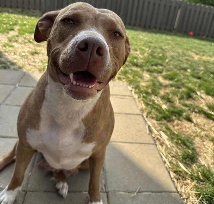 Photo of Bindi