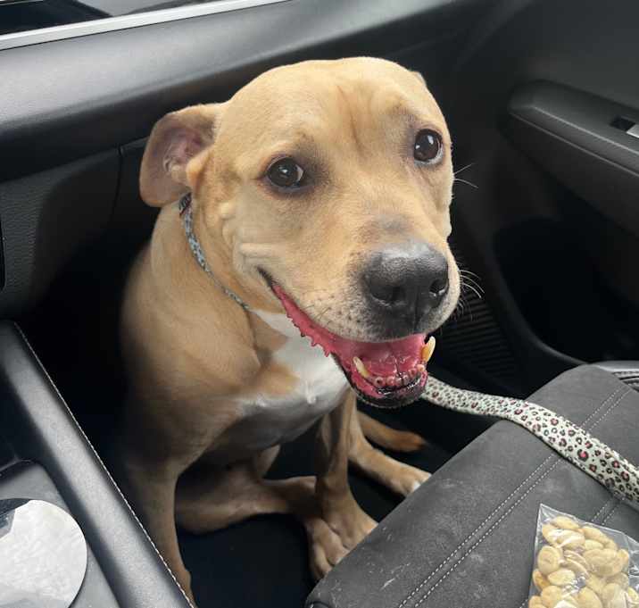 Photo of Rhonda (In Foster Home) (ADOPTION FEE SPONSORED)