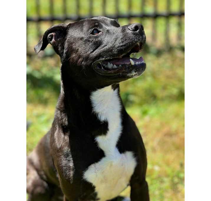 Photo of Bouncer