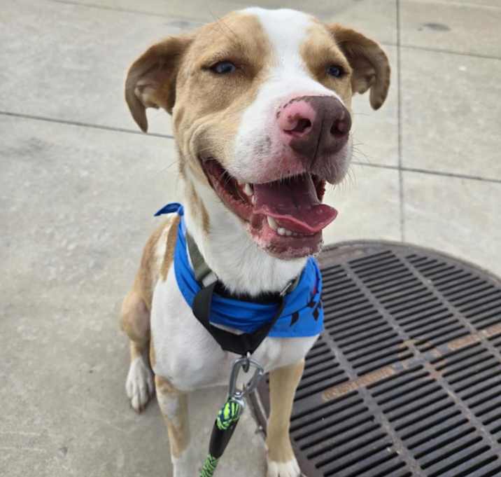 Photo of Atlas