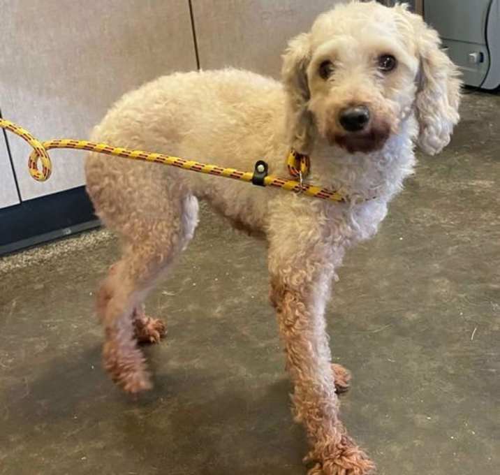 Photo of Found stray: Greta
