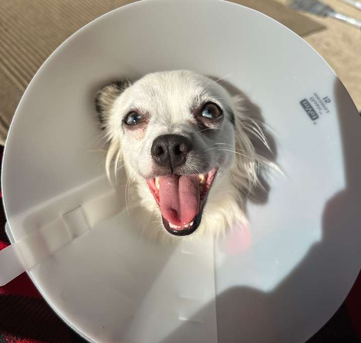 Photo of Pearl