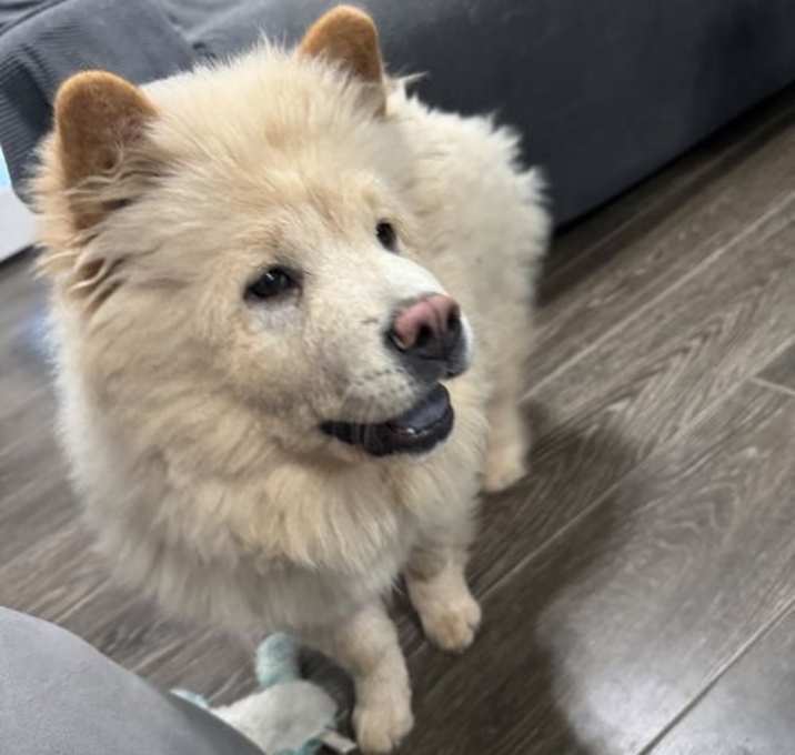 Photo of Chowder