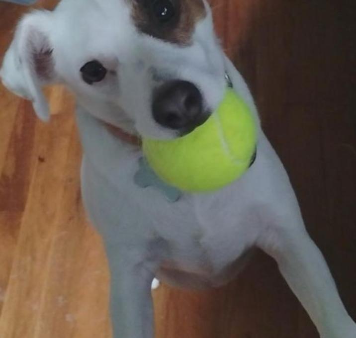 Photo of Wiggles