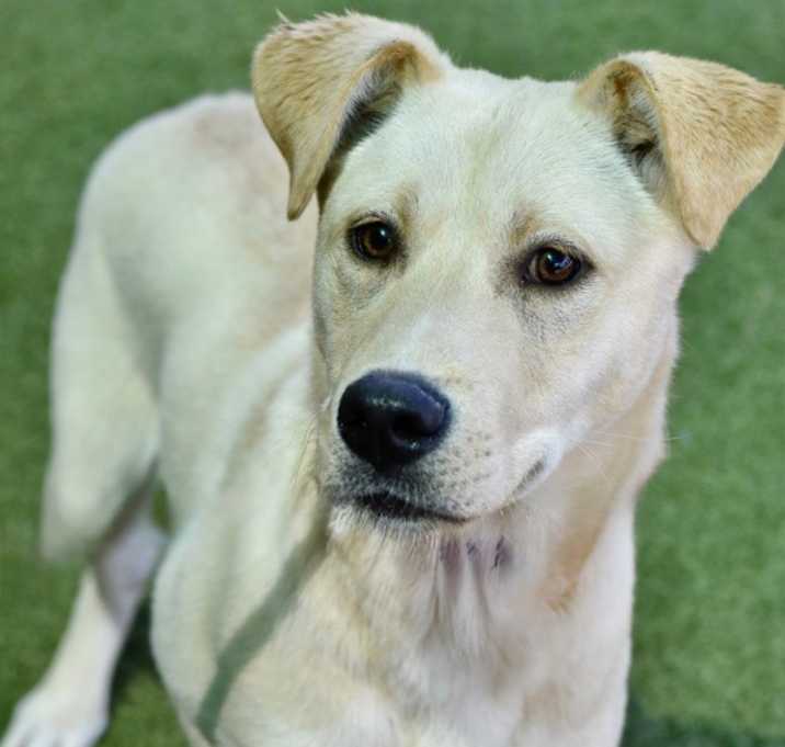 Photo of Jabba The Mutt